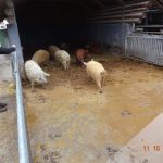 2016-10-11 Senioren_6