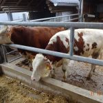 2016-10-11 Senioren_7