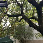 2020-06-19 Sturmschaden Retz