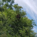 2020-06-26 Tierrettung