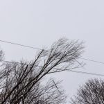 2021-12-11 Baum in Stromleitung
