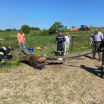 2022-06-14 Tierrettung FF Pfaffendorf-Karlsdorf