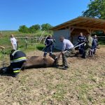 2022-06-14 Tierrettung FF Pfaffendorf-Karlsdorf