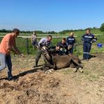2022-06-14 Tierrettung FF Pfaffendorf-Karlsdorf