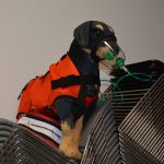 2024-03-14 Umgang mit Kleintieren