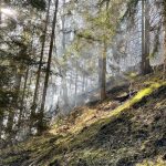 2025-03-09 WaldbrandNK