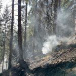 2025-03-09 WaldbrandNK