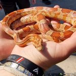 2025-05-02 Schlangenrettung