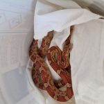 2025-05-02 Schlangenrettung