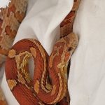 2025-05-02 Schlangenrettung