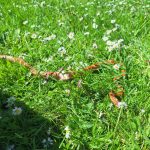 2025-05-02 Schlangenrettung