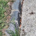 2025-05-02 Schlangenrettung