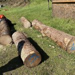 Arbeiten mit der Motorkettensäge