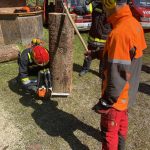 Arbeiten mit der Motorkettensäge