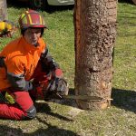 Arbeiten mit der Motorkettensäge