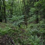 Bezirkswaldbrandübung am Manhartsberg