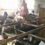 Tierrettung Unternalb