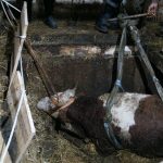 Tierrettung Unternalb