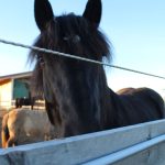 UA-Übung am Pferdehof in Hohenwarth