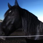 UA-Übung am Pferdehof in Hohenwarth