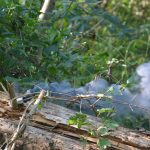 Waldbrandübung im Raum Mühlbach am Manhartsberg