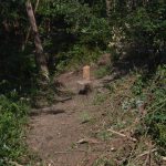 Waldbrandübung im Raum Mühlbach am Manhartsberg